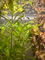 Circa 100 stuks Thorichthys ellioti baby’s, Vis, Zoetwatervis