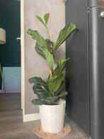 Ficus XL- 120cm (without pot), Ophalen, Ficus, 100 tot 150 cm