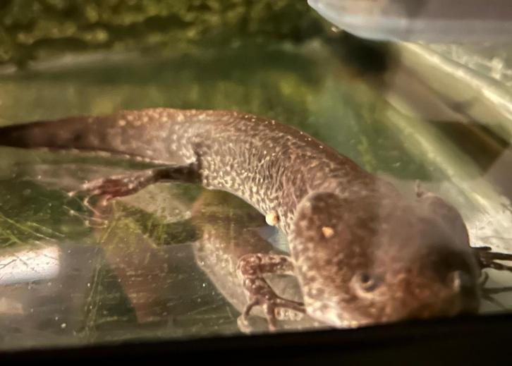 Axolotl, Dieren en Toebehoren, Reptielen en Amfibieën, 7 tot 10 jaar