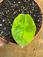 Alocasia platinum variegata plant aurea yellow lime, Huis en Inrichting, Kamerplanten, Ophalen of Verzenden, Halfschaduw, Minder dan 100 cm