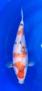 Koi (showa) ongeveer 45cm, Karper of Koi