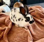 Jonge ram Rex konijn middelgroot, Dieren en Toebehoren, Mannelijk