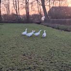 Prachtig koppel ganzen, Dieren en Toebehoren, Pluimvee, Meerdere dieren, Gans of Zwaan