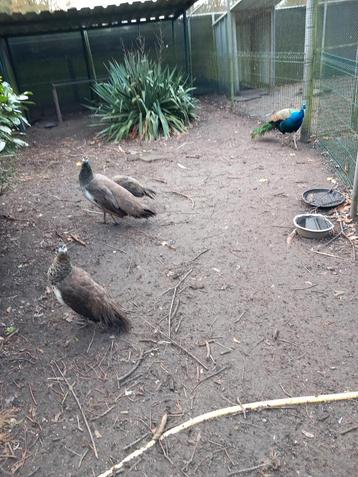 Pauwen  beschikbaar voor biedingen