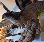 Taxidermie , taxidermie Opgezette "sperwer man, Verzamelen, Ophalen of Verzenden, Zo goed als nieuw, Vogel, Opgezet dier