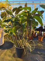 Orchidee Dendrobium farmeri (botanisch), Huis en Inrichting, Kamerplanten, Ophalen, Halfschaduw, Minder dan 100 cm