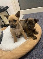 Chihuahua pups, Overige rassen, Teef, Eén hond, Nederland