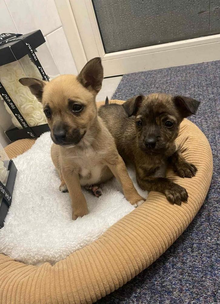 Chihuahua pups, Dieren en Toebehoren, Honden | Jack Russells en Terriërs, Teef, Overige rassen, Particulier, Eén hond, Nederland