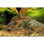 Corydora Barbatus, Vis