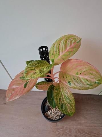 Aglaonema Emerald Pink - Prachtige Kamerplant beschikbaar voor biedingen