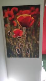 Klaprozen Print & Lamp, Ophalen