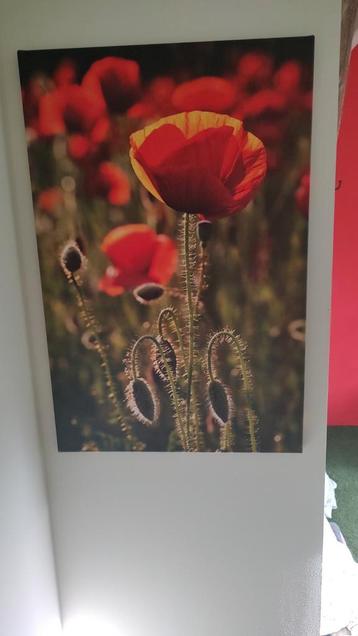 Klaprozen Print & Lamp beschikbaar voor biedingen