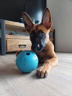 Mechelse Herder pup (4 maanden) te koop aangeboden, 8 tot 15 weken, Eén hond, Nederland, Particulier