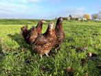Mooie jonge Orpington kippen, gesekst en ingeënt, Dieren en Toebehoren, Vrouwelijk, Kip