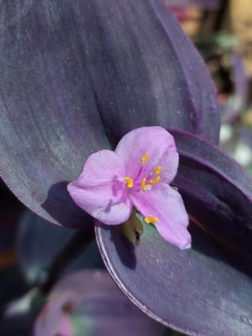 Tradescantia pallida ‘Kartuz Giant’ (Biltmore Bimbo) beschikbaar voor biedingen
