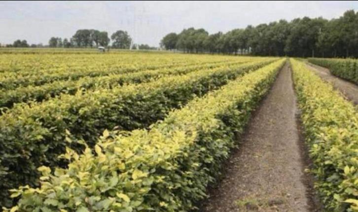 ‼️AKTIE‼️ haagbeuk en beukenhaag, Tuin en Terras, Planten | Bomen, Overige soorten, 100 tot 250 cm, Halfschaduw, Bloeit niet, Ophalen of Verzenden