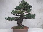 Pinus parviflora bonsai, Tuin en Terras, Planten | Bomen, Ophalen, Bloeit niet, Halfschaduw, Overige soorten
