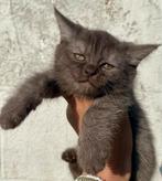 Maine Coon Cinnamon Smoke x kitten beschikbaar, Dieren en Toebehoren, Katten en Kittens | Raskatten | Langhaar, Poes, Ontwormd