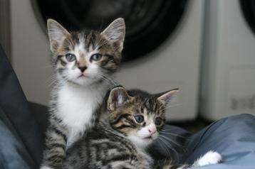Prachtige kater en poes te koop (kittens) beschikbaar voor biedingen