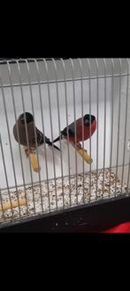 Noorse Goudvinken koppel 25, Dieren en Toebehoren, Meerdere dieren, Wildzangvogel, Geringd