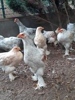 Te koop, Dieren en Toebehoren, Pluimvee, Meerdere dieren, Kip