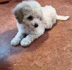 Toy poedel puppy TEEFJE, Dieren en Toebehoren, Honden | Chihuahua's en Gezelschapshonden, Poedel, Rabiës (hondsdolheid), 8 tot 15 weken