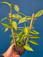 Orchidee Vanilla planifolia p12, Huis en Inrichting, Kamerplanten, Ophalen of Verzenden, Halfschaduw, Minder dan 100 cm