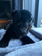 NIEUWE Pluche zwarte panter, 50 cm., Ophalen of Verzenden, Nieuw, Overige typen