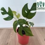 Monstera minima, Huis en Inrichting, Kamerplanten, Groene kamerplant, Ophalen of Verzenden, Halfschaduw, Minder dan 100 cm