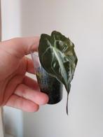 Alocasia Venom, Ophalen of Verzenden, Overige soorten, Minder dan 100 cm