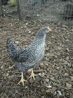 Legkipjes, Meerdere dieren, Kip