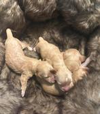 Cockapoo pups, Parvo, Overige rassen, 8 tot 15 weken, Meerdere
