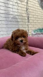 Exclusieve Maltipoo teefje pup ( Maltezer/Azian Toy Poedel), Dieren en Toebehoren, Honden | Chihuahua's en Gezelschapshonden, Particulier