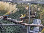 Te koop Pennant rosella, Dieren en Toebehoren, Vogels | Overige Vogels, Meerdere dieren