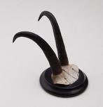 Antieke GEMS hoorns / gewei op rond schild - rond 1920 (# D), Verzamelen, Dierenverzamelingen, Ophalen of Verzenden, Gebruikt