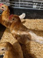 Friese hoenders geel gepeld 2 haantjes, Dieren en Toebehoren, Mannelijk, Kip