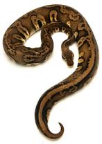 0.1 Stranger Pastel Leopard 100% het. Candy, 50% ph Clown, Slang, 0 tot 2 jaar