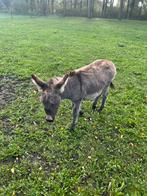 Ezel hangst geboren 2025, Dieren en Toebehoren, April, Mannelijk