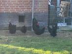 Australorp kippen, Dieren en Toebehoren, Pluimvee, Vrouwelijk, Kip
