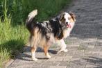 MAS dekreu (bordercollie) (shepherd) (Australian), Dieren en Toebehoren, Rabiës (hondsdolheid), 1 tot 2 jaar, Reu, Nederland