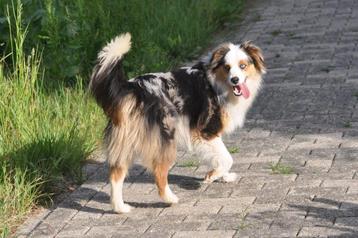 MAS dekreu (bordercollie) (shepherd) (Australian) 