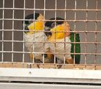Bewezen koppel zwartkop caiques, Dieren en Toebehoren, Vogels | Parkieten en Papegaaien, Meerdere dieren, Papegaai