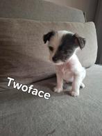 Bijzondere Naakthond x Chihuahua Puppy’s, Dieren en Toebehoren, Rabiës (hondsdolheid), 8 tot 15 weken, Meerdere, Meerdere dieren