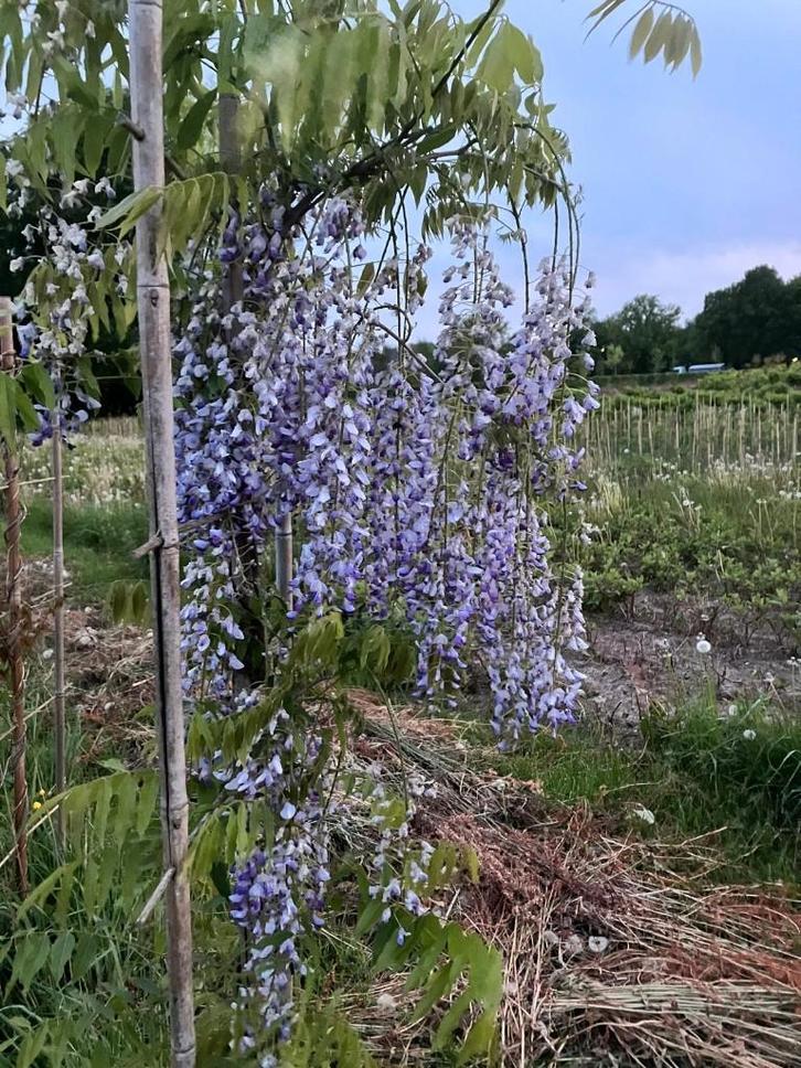 Blauwe Regen, Wisteria sinensis, Tuin en Terras, Planten | Bomen, Overige soorten, 100 tot 250 cm, Volle zon, Lente, Ophalen