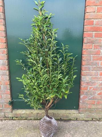 Portugese laurier voor haag (Prunus lusitanica 'Angustifolia beschikbaar voor biedingen