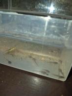 Tricolor gifkikker Circa 30 kikkervisjes, Dieren en Toebehoren, Reptielen en Amfibieën