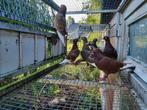 Sheffield tipplers rood/witpennen., Dieren en Toebehoren, Meerdere dieren, Kip