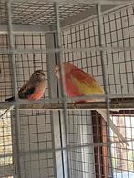 Koppel Bourkes en koppel Eleganten, Dieren en Toebehoren, Vogels | Parkieten en Papegaaien, Meerdere dieren, Parkiet