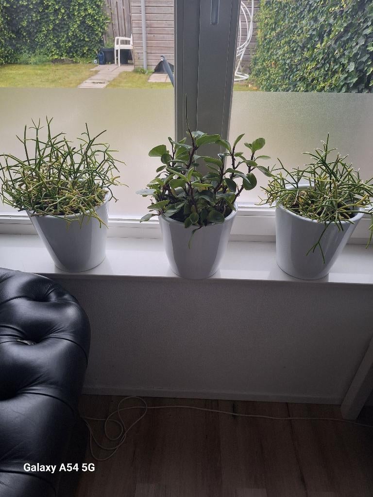 Te koop: Drie planten met mooie plantenbakken – wit, Tuin en Terras, Planten | Tuinplanten, Vaste plant, Halfschaduw, Lente, Ophalen
