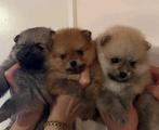 Mini Pomeranian/Pomeriaan/Dwergkees puppys🩷💙🩷, Dieren en Toebehoren, Honden | Poolhonden, Keeshonden en Oertypen, Particulier